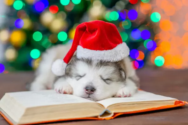 Ein süßes Hundebaby in einem erholsamen Schlaf, trägt eine Weihnachtsmannmütze, während sein Kopf auf einem Buch ruht, im Hintergrund ist ein verschwommener Weihnachtsbaum zu erkennen, eine herzerwärmende Weihnachtsszene, präsentiert von flaggenmeer