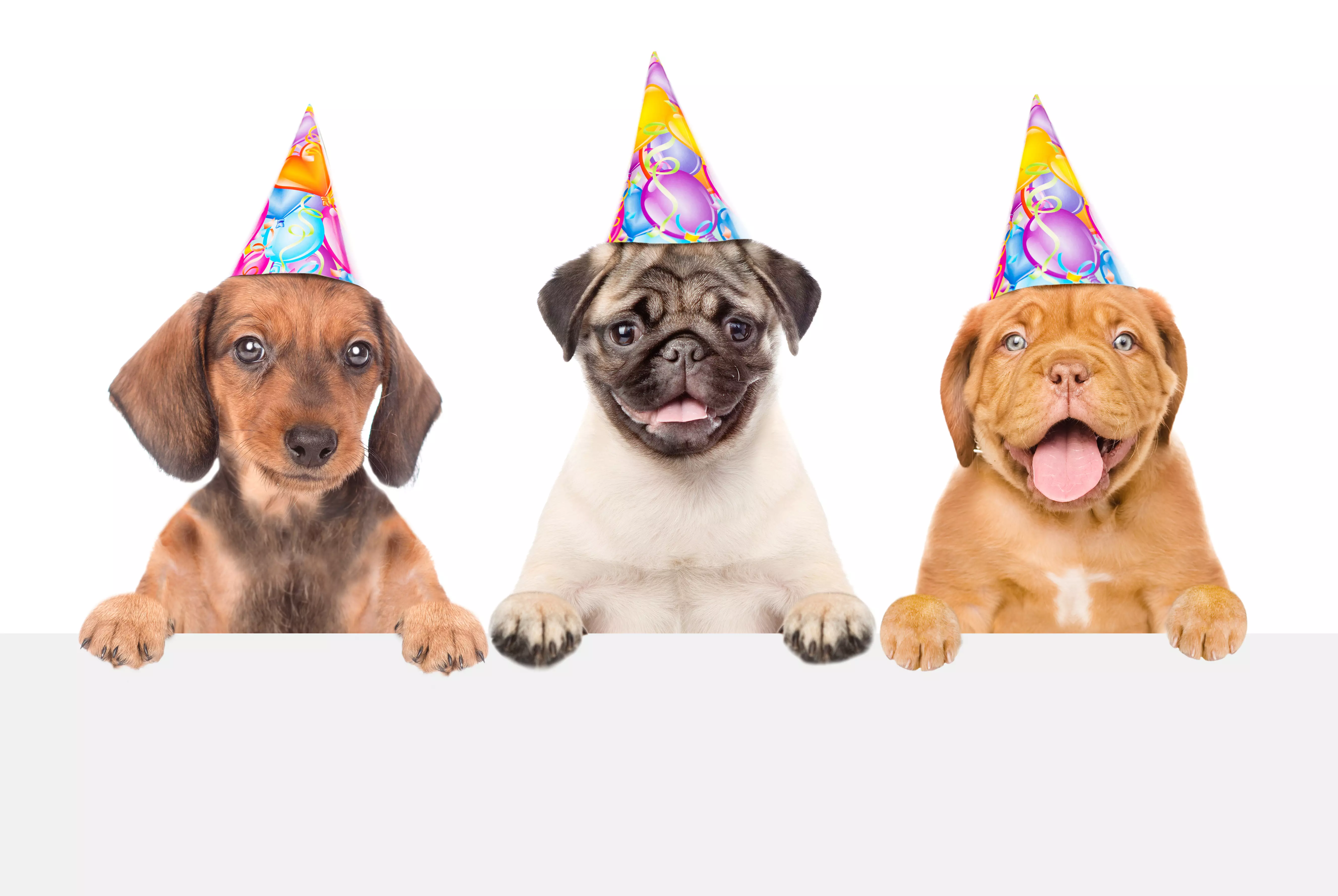 Drei ausgelassene Hunde mit Partyhüten, die direkt in die Kamera blicken und ihre Pfoten aufgelegt haben, verkörpern Freude und Feierstimmung bei flaggenmeer