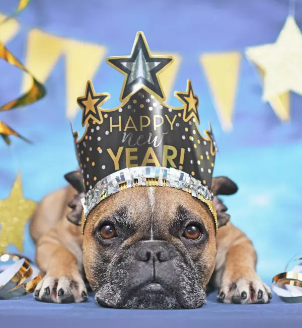 Ein entspannter Hund, liegend mit dem Kopf auf dem Boden und Pfoten nach vorne ausgestreckt, trägt eine Krone mit der Aufschrift 'Happy New Year', eine bezaubernde Darstellung von Neujahrsfreude, präsentiert von flaggenmeer